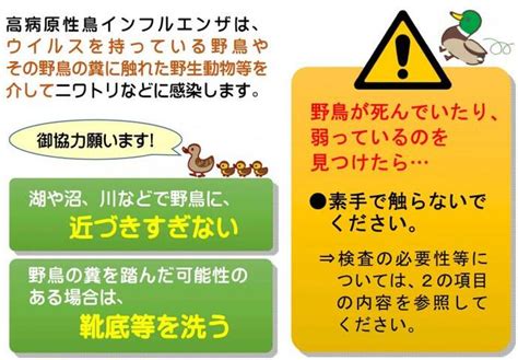 鳥死|死亡野鳥（野鳥における鳥インフルエンザ）の対応に。